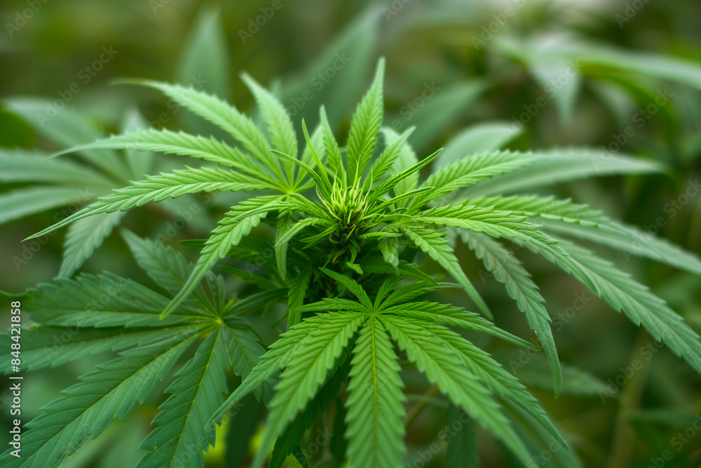 Hemp plant, green cannabis leaves closeup, marijuana growing Hemp plant, green cannabis leaves closeup, marijuana growing