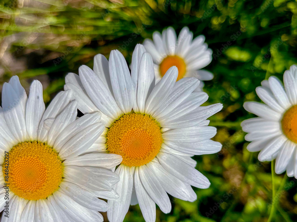 Fototapeta premium in May, daisies bloomed in the country