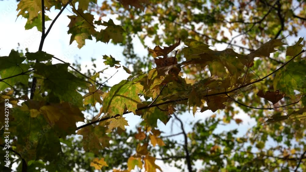 yellow-green leaves sway on the branches from the strong wind, change of season, autumn colours yellow-green leaves sway on the branches from the strong wind, change of season, autumn colours
