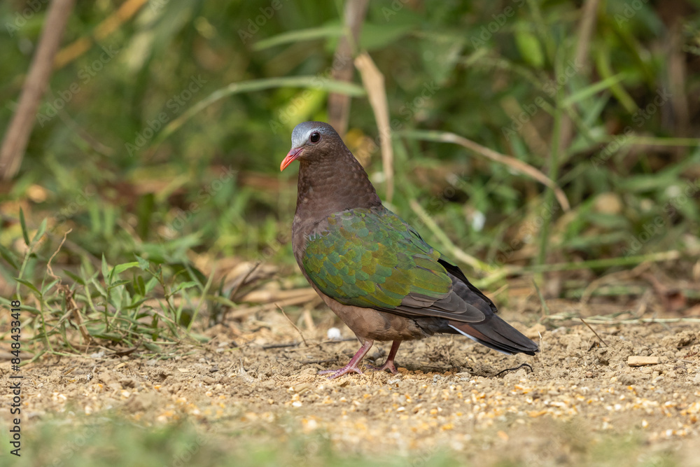 Fototapeta premium Asian Emerald Dove perched on the forest floor