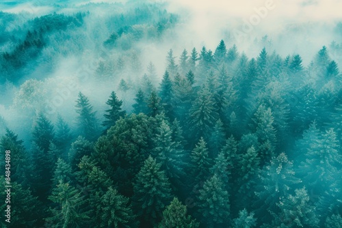 Misty Forest Aerial Photograph with Pine Trees. Foggy, Atmospheric Nature Background photo