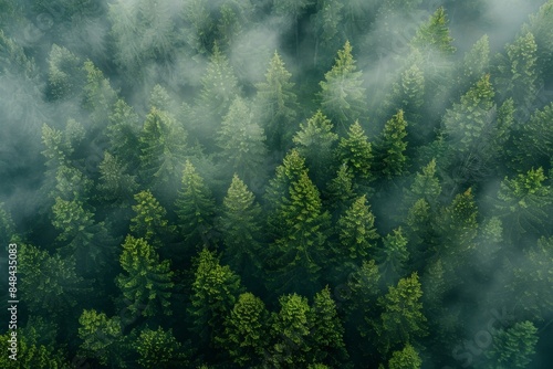 Misty Forest Aerial Photograph with Pine Trees. Foggy, Atmospheric Nature Background photo