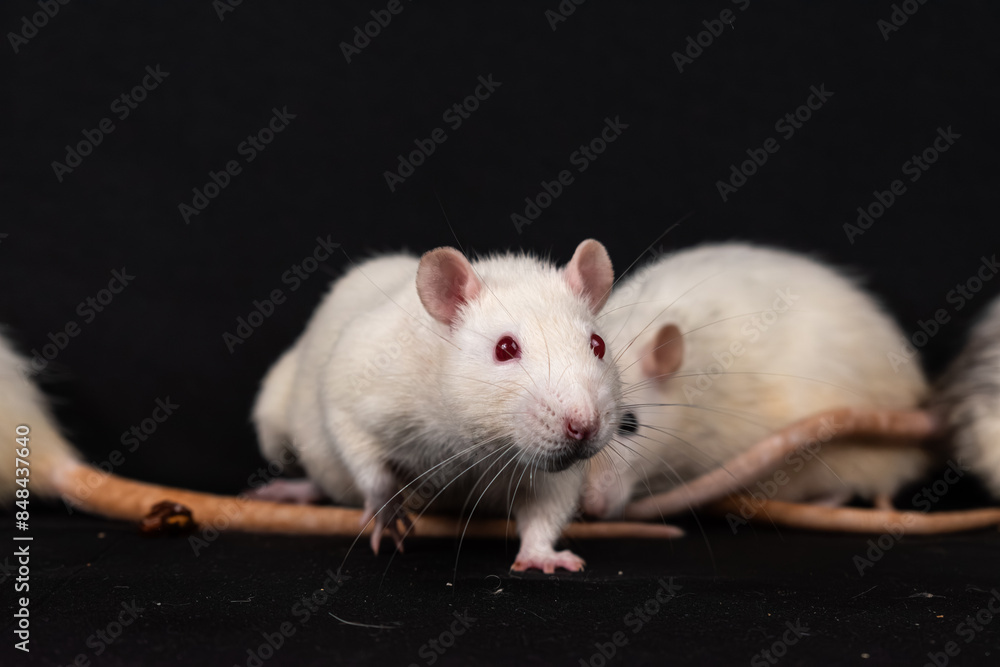 Albino pet rat