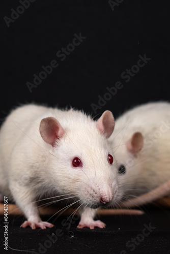 Albino pet rat