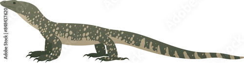 Color vector realistic illustration of goanna. Wild carnivorous reptile, predatory green lizard isolated on white background. Wildlife of Australia and Asia.
