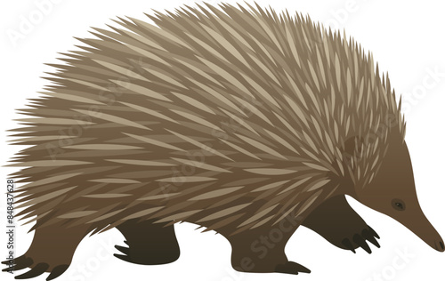 Realistic color vector illustration of echidna. Wild animal graphic. Mammal isolated on white background. Wildlife of Australia.