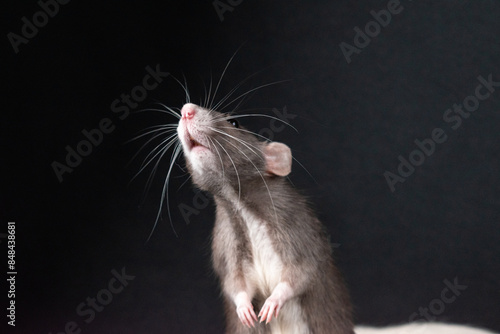 Dumbo pet rat photo