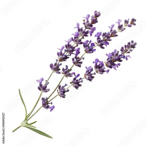 A bunch of fresh, purple lavender flowers isolated on a white background. Perfect for aromatherapy, spa, and nature-themed projects.