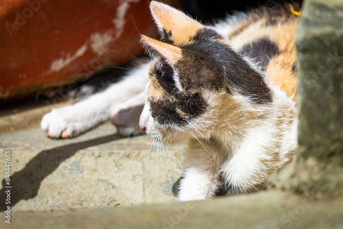 Little beautiful cute adorable little calico tortoiseshell kitten cat  looking at his side, perhaps looking for his prey.