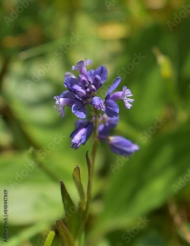 Polygale commun, Common Milkwort, Polygala vulgaris fleurissant dans une prairie ensoleillée.
 photo