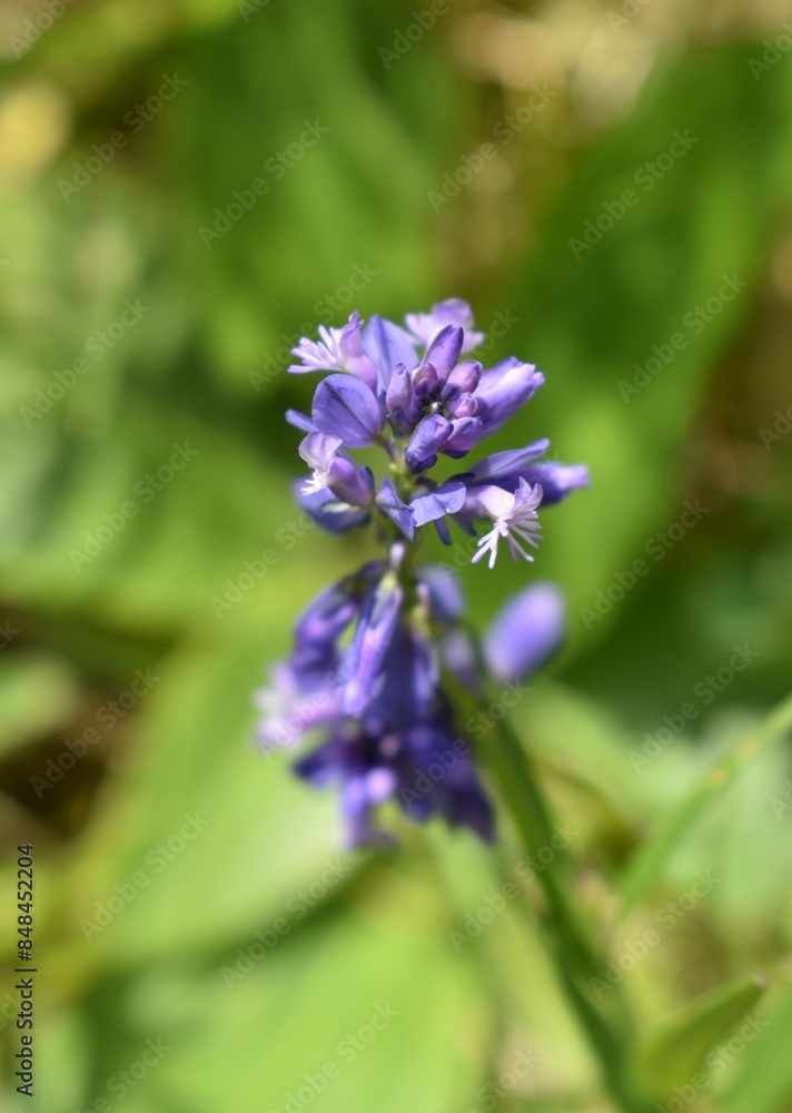 Polygale commun, Common Milkwort, Polygala vulgaris fleurissant dans une prairie ensoleillée.
