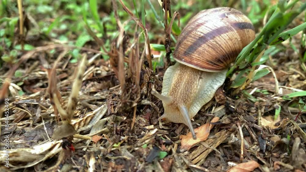snail crawling on the ground close-up. Snails are crustacean land animals in the class of mollusks. snail crawling on the ground close-up. Snails are crustacean land animals in the class of mollusks.