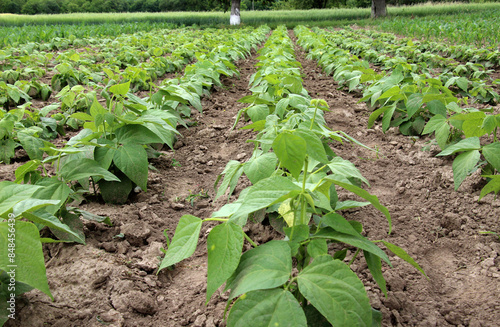 Common beans grow in open ground
