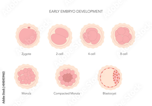 Early mammal human embryo development stages chart.