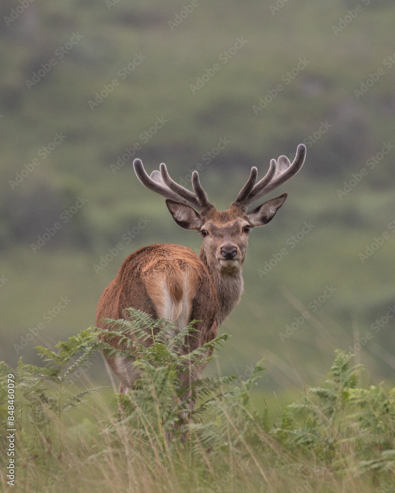 Red deer, Scotland. 