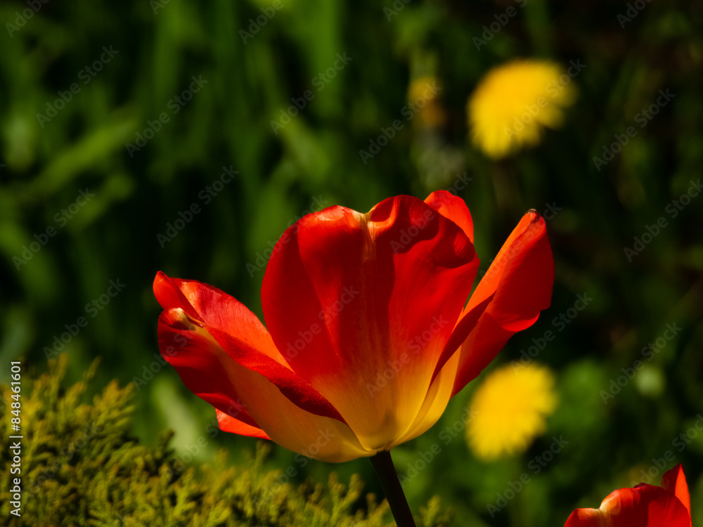 red tulips in the garden in backlit sunlight red tulips in the garden in backlit sunlight