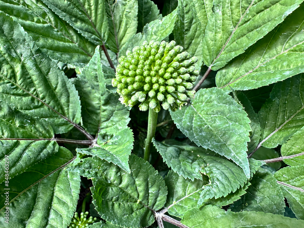 A ginseng flower head about to open A ginseng flower head about to open