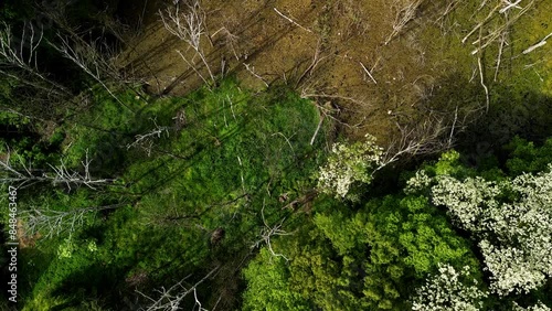 Aerial View of Boggy Lake with Dead Birches and Blooming White Shrub This aerial view reveals a boggy appearance of the lake, where the surface is heavily covered with leaves, making it difficult to d