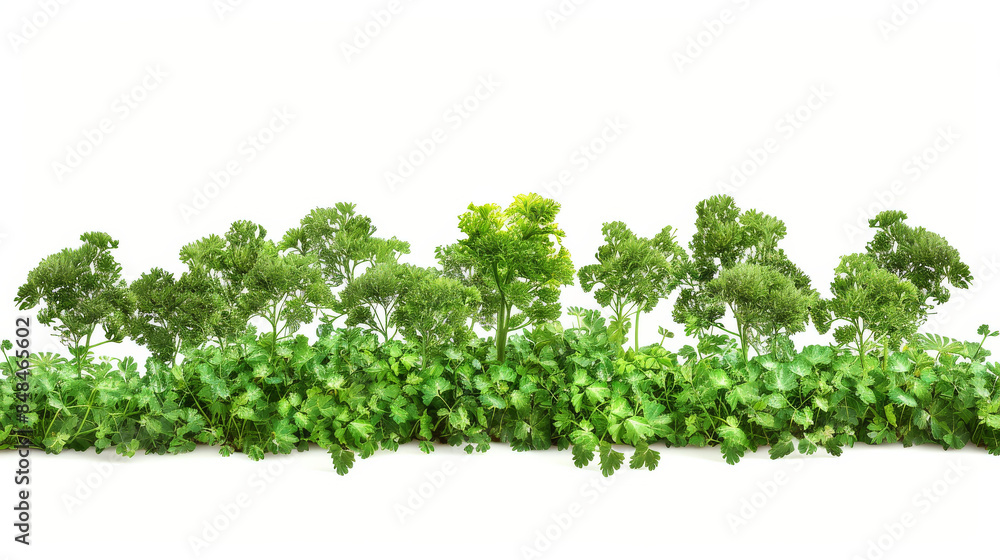 a rainforest made from fresh parsley, symbolizing the importance of forest conservation. a rainforest made from fresh parsley, symbolizing the importance of forest conservation.