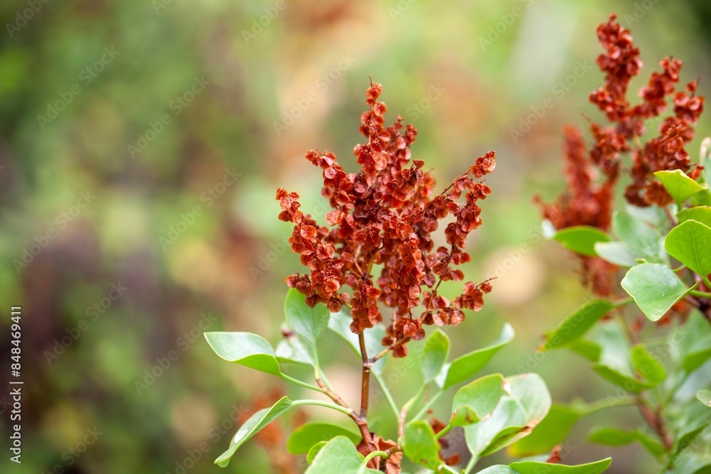 Inflorescence of a Rumex lunaria shrub Inflorescence of a Rumex lunaria shrub
