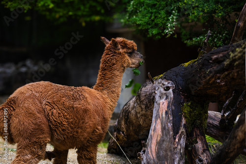 Alpaca chews on a stick with leaves and looks at the opposite tree trunk that looks like it has eyes  photo