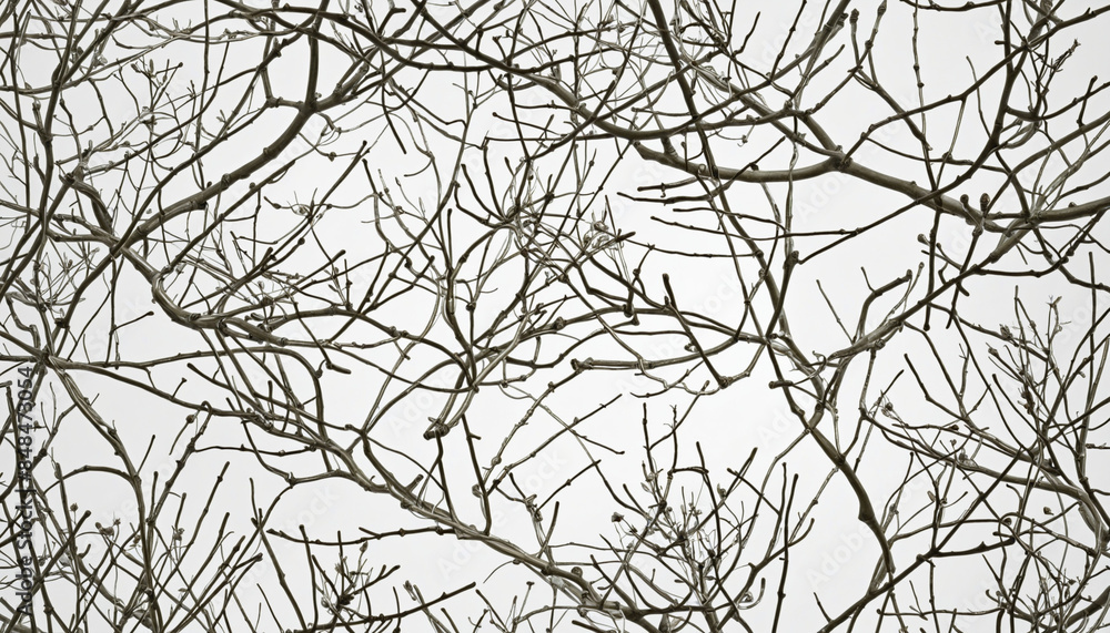 Generative AI creates a stunning botanical collection of vector elements, seamlessly clipped and isolated on a transparent background Generative AI creates a stunning botanical collection of vector elements, seamlessly clipped and isolated on a transparent background