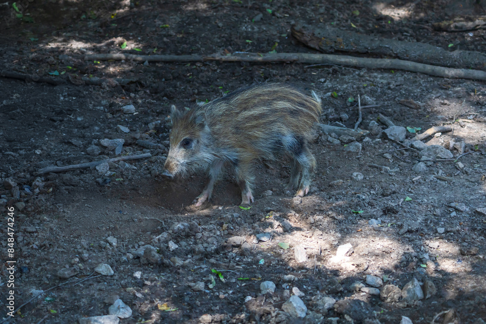 Wild boar - Sus scrofa - in the forest and by the in its natural habitat. Photo of wild nature. Wild boar - Sus scrofa - in the forest and by the in its natural habitat. Photo of wild nature.