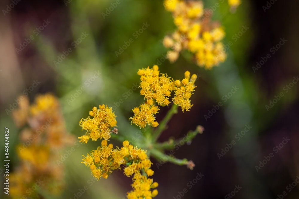 Flowers of a Schizogyne glaberrima plant Flowers of a Schizogyne glaberrima plant