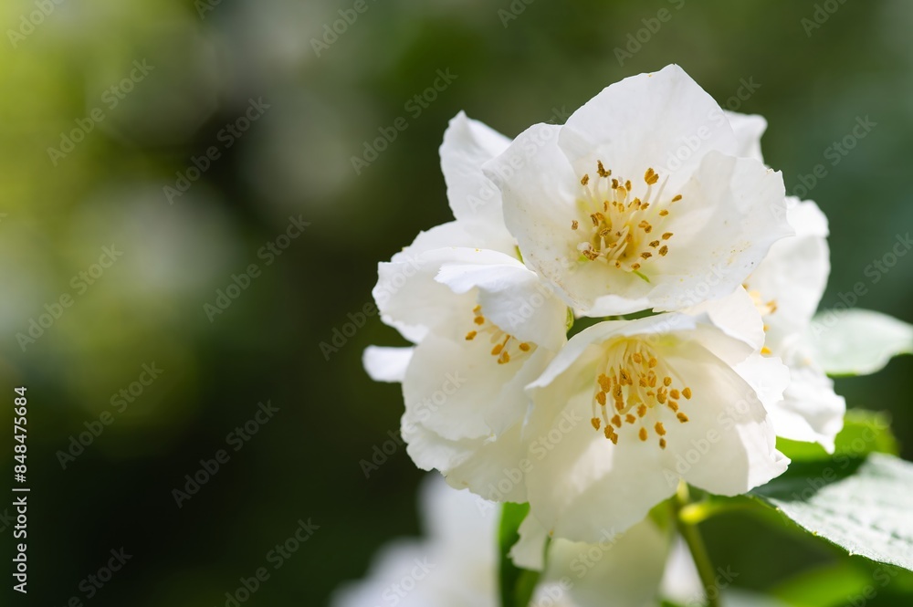 Philadelphus lewisii, Lewis's Mock-orange, fragrant white flowers Philadelphus lewisii, Lewis's Mock-orange, fragrant white flowers