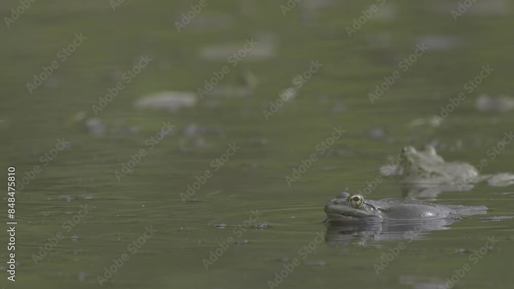 the marsh frog pelophylax ridibundus in swamp and another one behind it in blur background the marsh frog pelophylax ridibundus in swamp and another one behind it in blur background