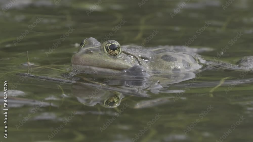 Closeup shot of a green frog in the swamp sitting and croaking during the daylight. Closeup shot of a green frog in the swamp sitting and croaking during the daylight.