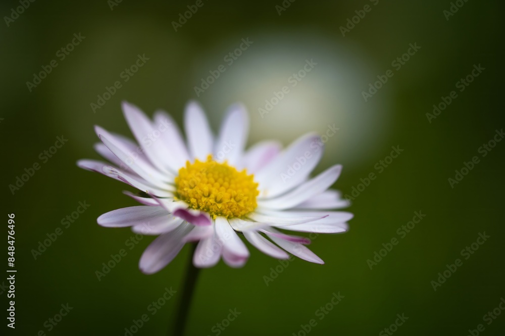 Beautiful chamomile flowers close-up. Summertime Beautiful chamomile flowers close-up. Summertime