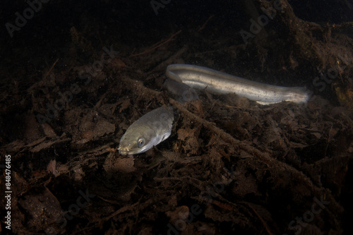European eel is hiding on the bottom. Eel in freshwater. Nightdive in the lake. Rare fish looks like snakes.  photo