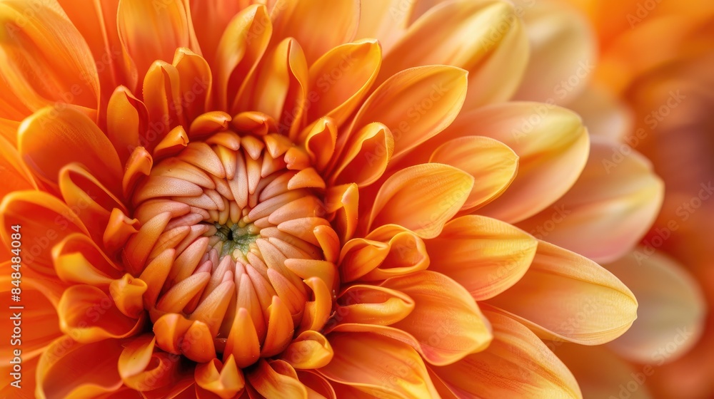 Chrysanthemum flower in close up Chrysanthemum flower in close up
