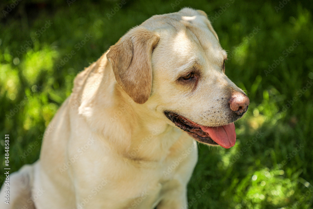 Labrador dog close-up on a green background sticks his tongue out of his mouth Labrador dog close-up on a green background sticks his tongue out of his mouth