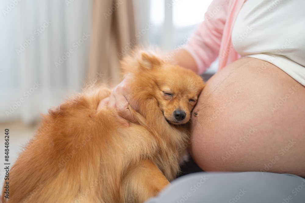 A portrait of happy Asian pregnant woman with domestic dog pet animal in bedroom at home. Having a baby. Family people lifestyle. Mom love. A portrait of happy Asian pregnant woman with domestic dog pet animal in bedroom at home. Having a baby. Family people lifestyle. Mom love.