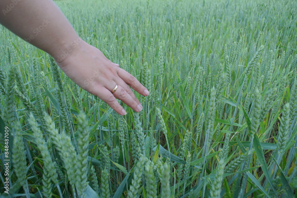 A woman strokes young green wheat with her hand. A woman strokes young green wheat with her hand.