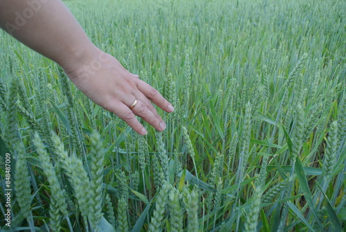 A woman strokes young green wheat with her hand.