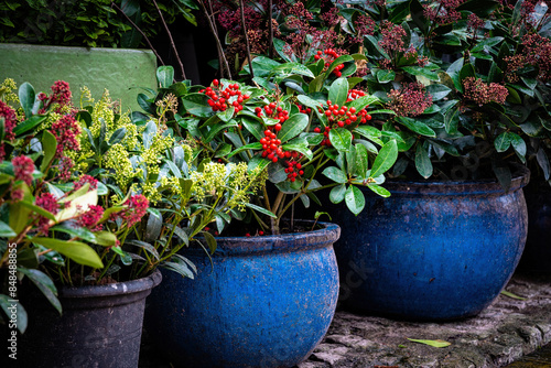 Beautiful decorative plants in the flowerpots. Red gaultheria, wintergreen berries	
 photo