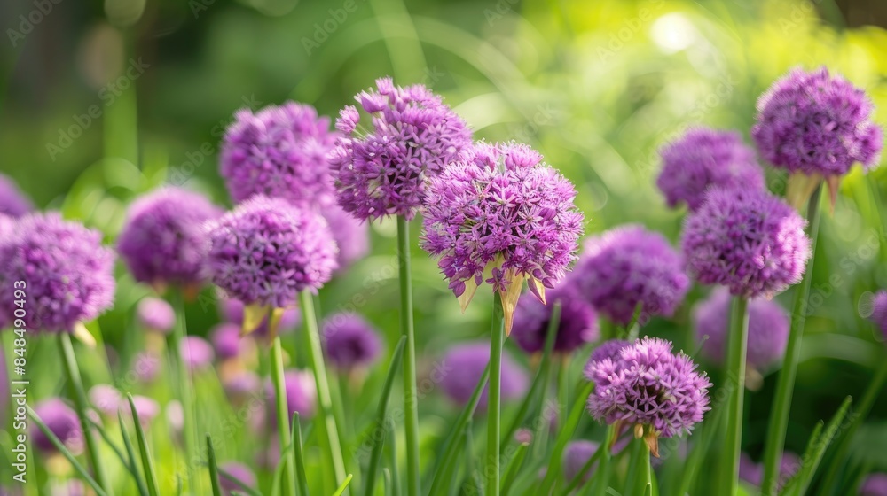 Allium cepa Allium cepa