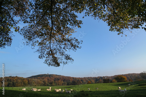 Hügellandschaft im Herbst, Neversfelde Holsteinische Schweiz