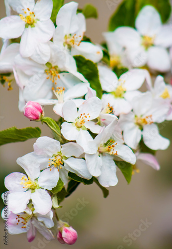 Apple Blossoms & Buds on an Apple Tree Branch in White & Pink