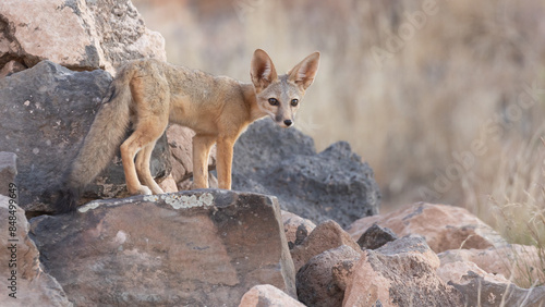 A Kit Fox cub stands on a basalt boulder with out of focus grasses in the background and soft evening light lighting the scene.
