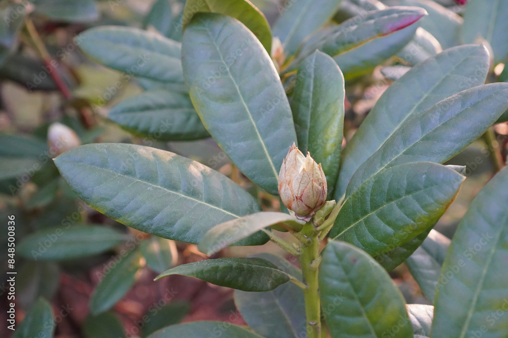 Close up of phododendron (rododendron) bushes with buds just started to bloom. Blurred background. Close up of phododendron (rododendron) bushes with buds just started to bloom. Blurred background.