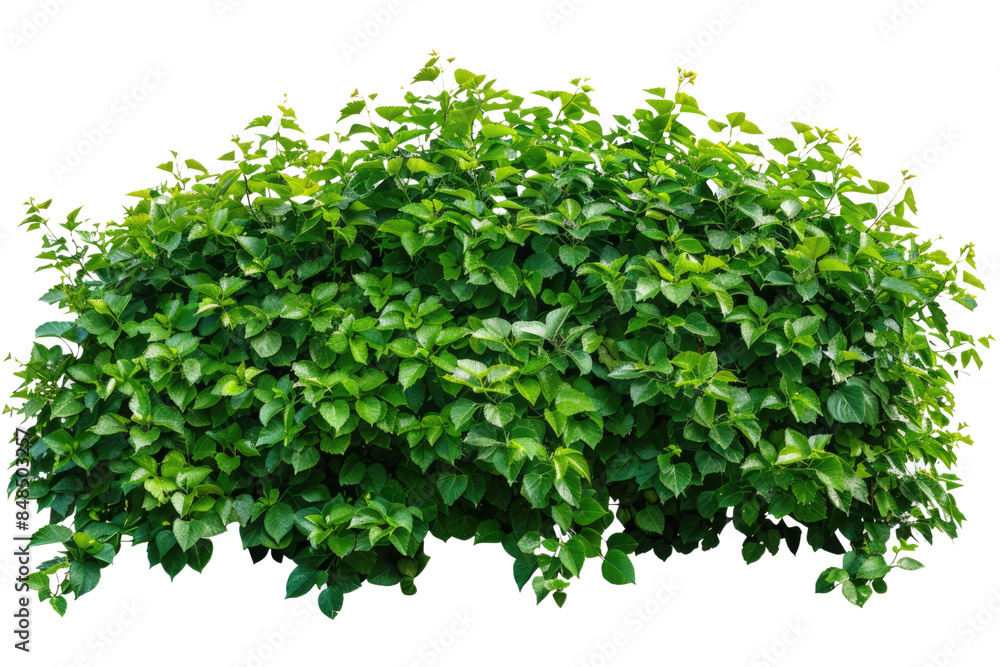 Fototapeta premium Green bush or wall of shrubs isolated on white background. Green leaves wall with clipping path
