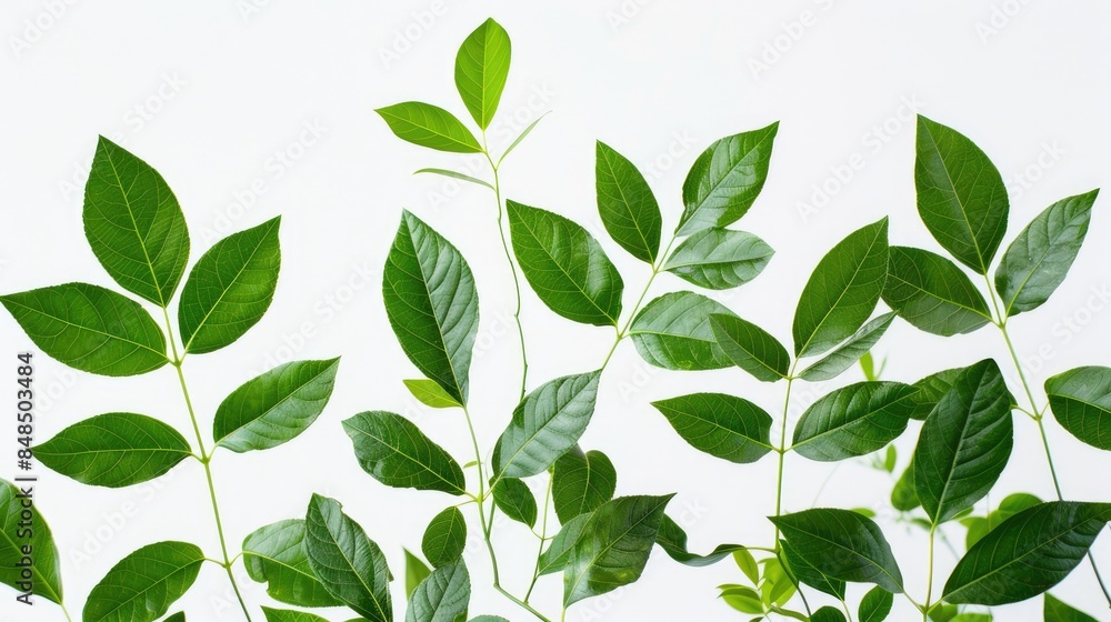 Leaves in green color against a white backdrop Leaves in green color against a white backdrop