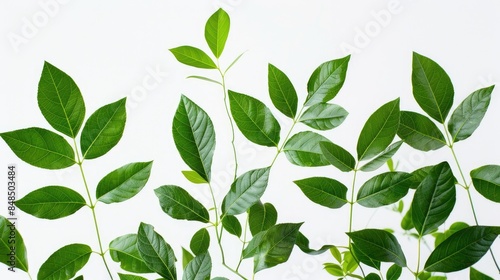 Leaves in green color against a white backdrop