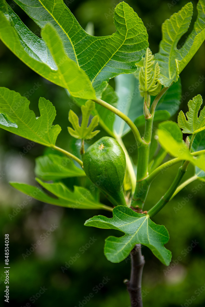 fresh and newly growing fig fruits on the tree fresh and newly growing fig fruits on the tree