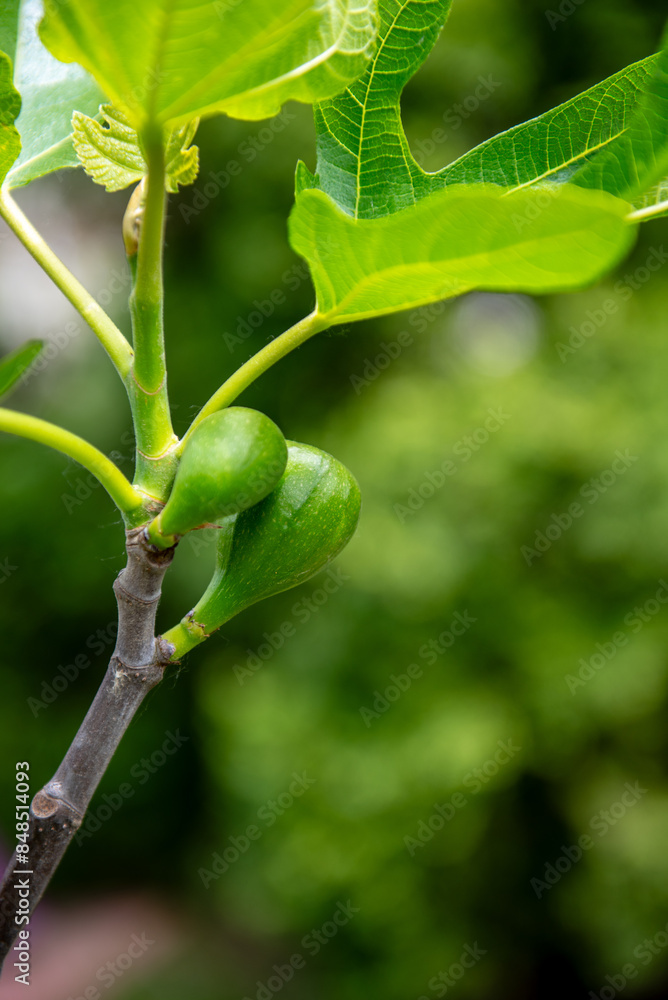 fresh and newly growing fig fruits on the tree in spring. fresh and newly growing fig fruits on the tree in spring.