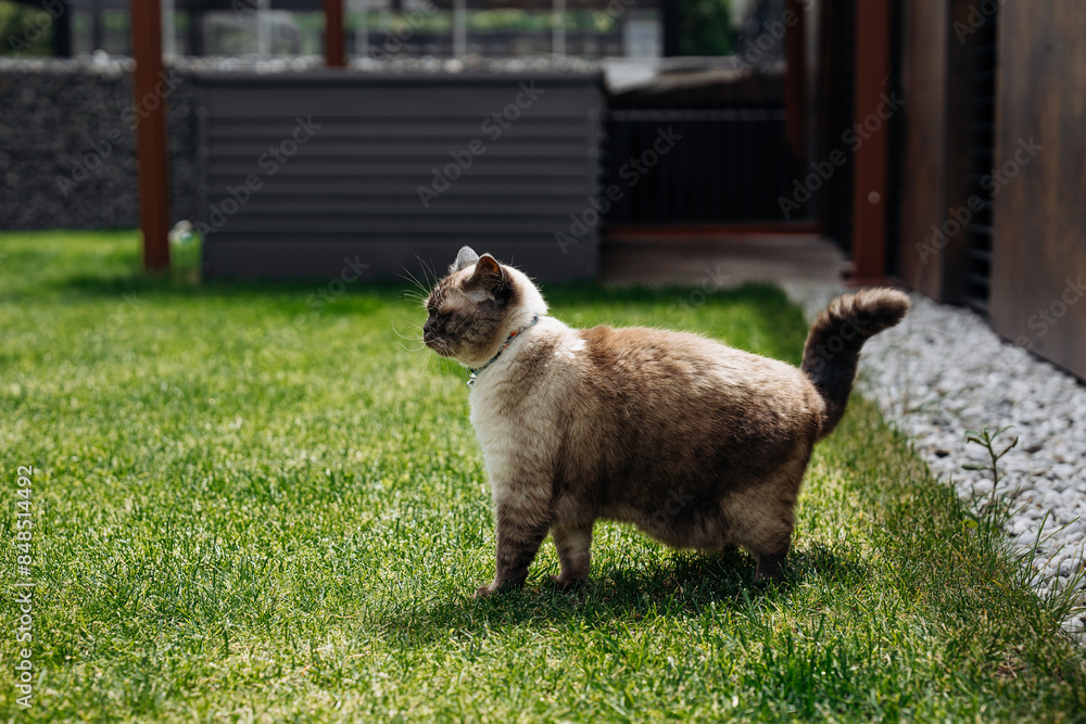 custom made wallpaper toronto digitalAdorable Scottish Straight Chocolate Point fat Cat go for a walk in a Vibrant green Garden